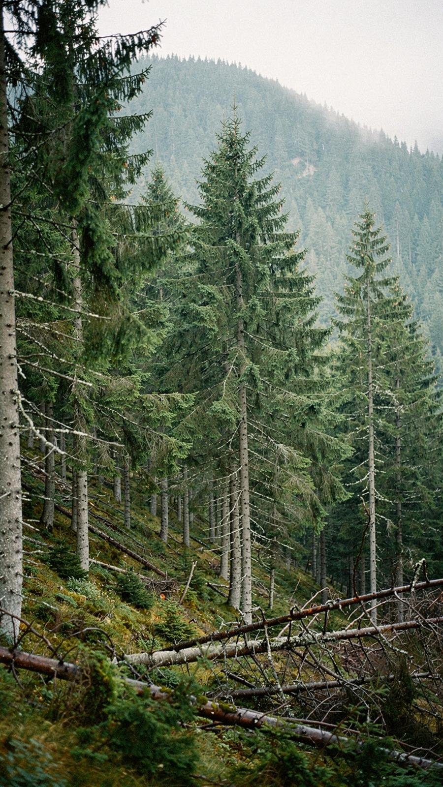 Spruce forest slope in the Carpathians in morning mist