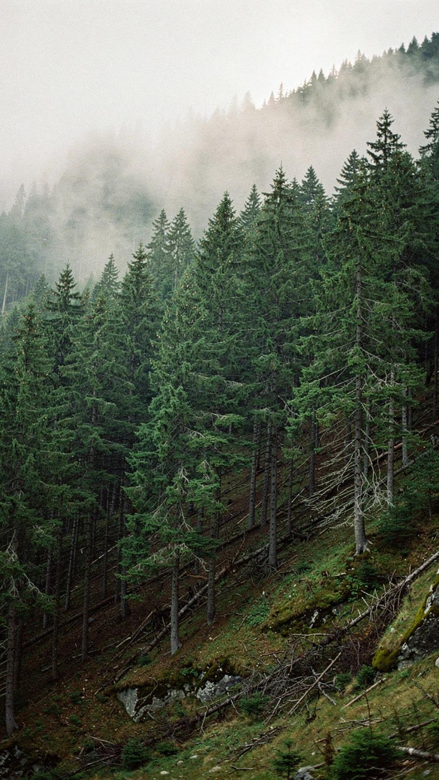 Portrait crop of a spruce forest on a Carpathian slope above the cloud line
