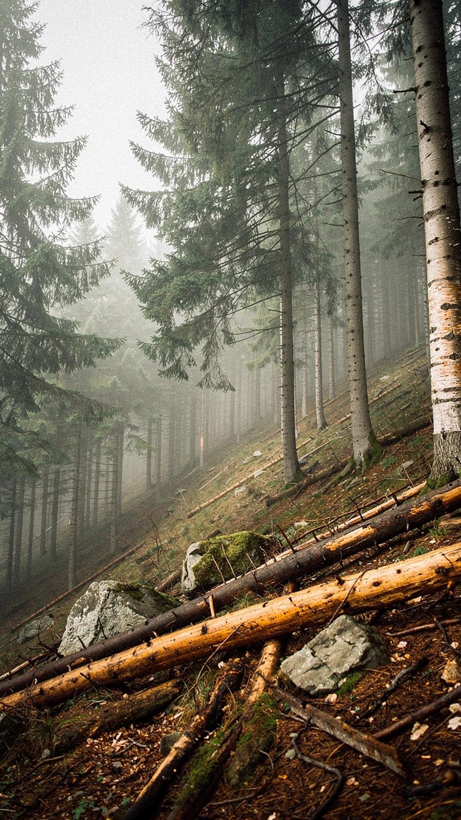 Morning mist drifting between spruce trunks on a forested slope in the Ukrainian Carpathians