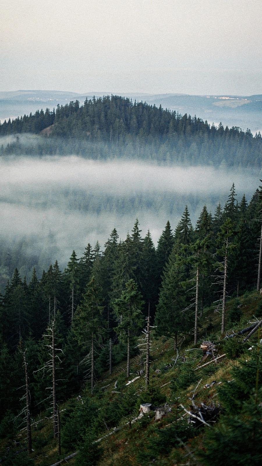 Mist drifting between spruce trees on a Carpathian ridge at dawn