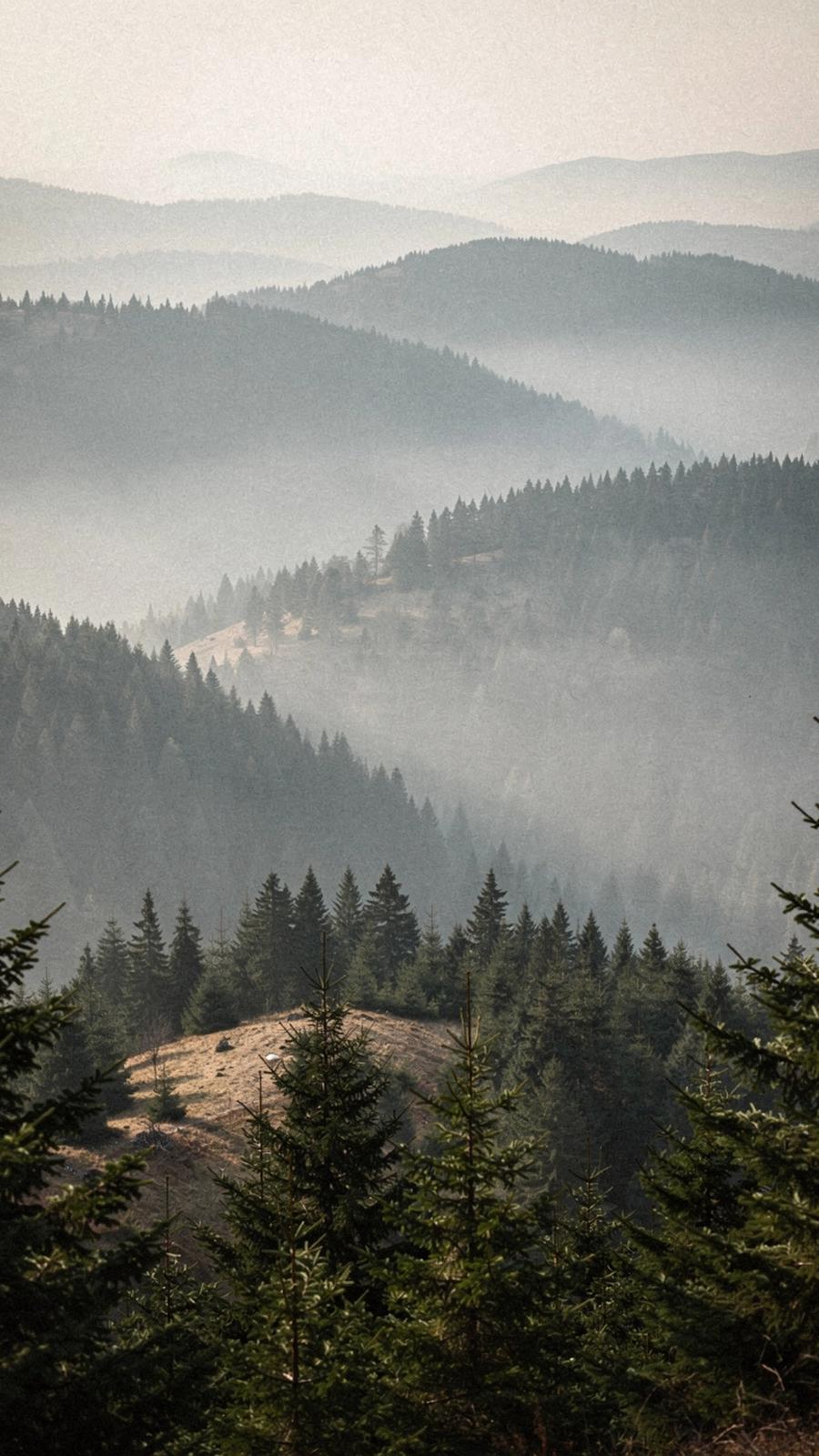 Mist drifting over a spruce ridge in the Carpathians at first light