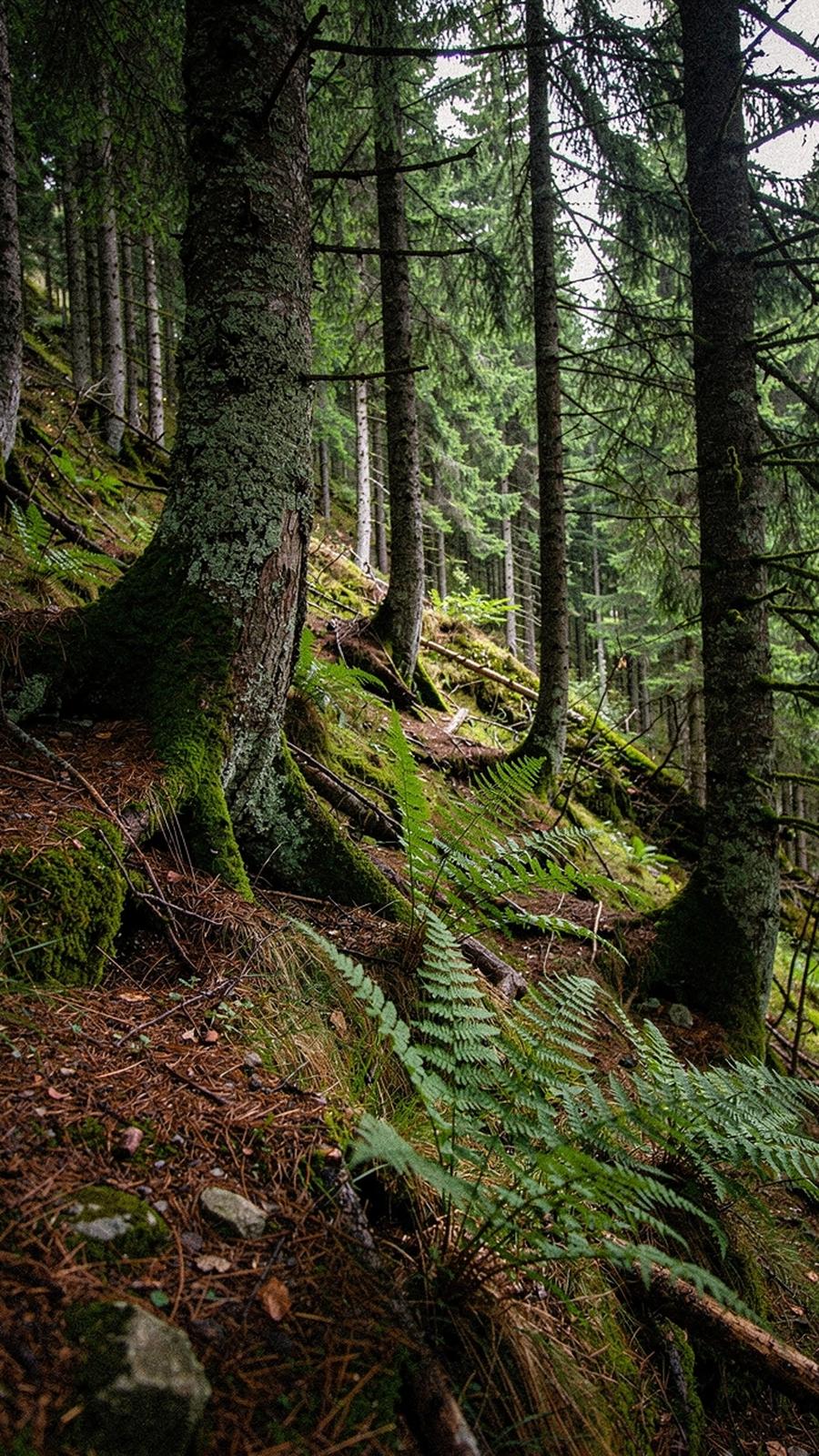 Moss-covered spruce trunks on a Carpathian slope below the high retreat lodge