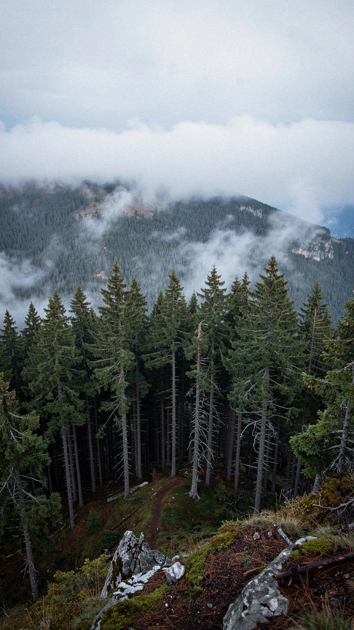Spruce forest on a Carpathian ridge above low cloud at 1,350 m